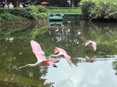 -广州长隆飞鸟乐园