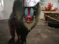 -西安秦岭野生动物园