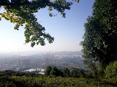 -铁山坪森林公园