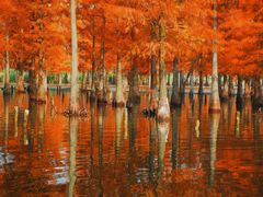 -白鹭湾湿地公园