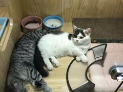 -屋虎猫馆(宝安大仟里店)