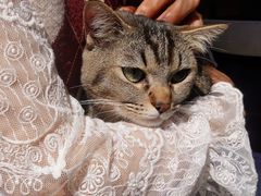 -LESCEDARS Brasserie Bistro香柏树