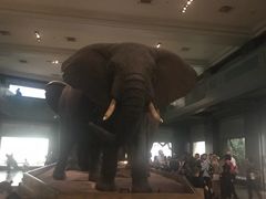 -美国自然历史博物馆