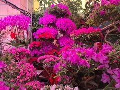 -花鸟鱼虫鲜花绿植市场(玉泉路店)
