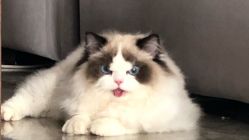 -心迪染发专门店