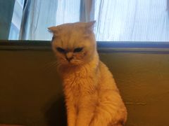 -猫猫幼稚园·撸猫·桌游·电玩