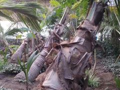 -北京呀路古热带植物园