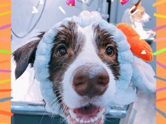 -PETKIT小佩宠物(古北店)