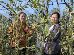 -庞各庄翠芳园西瓜蔬菜基地采摘园