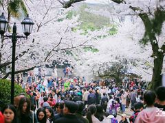 -武汉大学-樱园