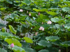 -荔湾湖公园