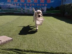 -宠物寄养训练学校