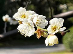 -潮府馆·非遗潮州菜·港式点心(世纪公园店)