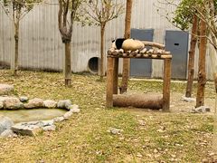 -卧龙中华大熊猫苑神树坪基地