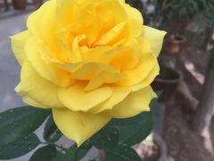 -艾提尕尔清真寺