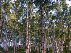 -乌兰布统景区-白桦林