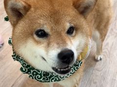 -柴迷FANS CLUB·柴犬狗咖·猫咖