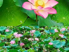 -荔湾湖公园