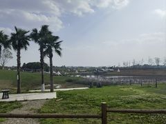 -空港花田景区