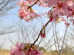 -顾村公园