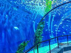 -上海海洋水族馆