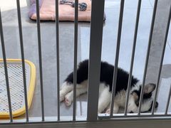 -辛巴宠物医疗中心·骨科·内分泌专科·心肾专科(亭林公园店)