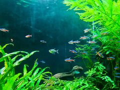 -上海海洋水族馆