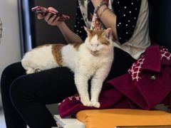 -平行世界·猫咖(首经贸店)