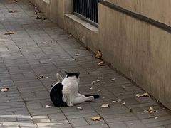 -清真·马安军辣子牛肉面