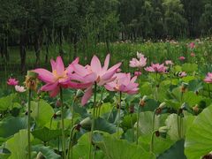 -东郊湿地公园