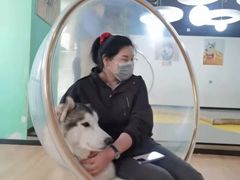 -Husky Go! 哈士奇体验馆·宠物咖啡厅狗咖
