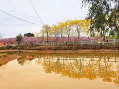 -天适樱花悠乐园