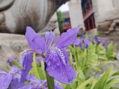 -北京石刻艺术博物馆(五塔寺)