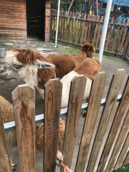 -萌宠亲子动物乐园(槐房万达店)