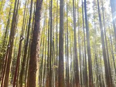-山王坪喀斯特国家生态公园