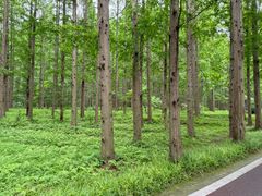 -黄海国家森林公园