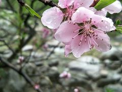 -牛背梁国家森林公园