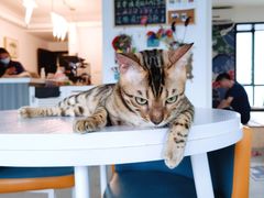 -泰国佛·塔罗·泰牌狐仙古曼