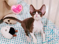 -70cat德文卷毛猫·缅因猫纯种猫舍
