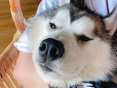 -Husky Go! 哈士奇体验馆·宠物咖啡厅狗咖