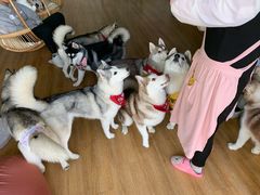 -Husky Go! 哈士奇体验馆·宠物咖啡厅狗咖