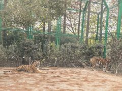 -上海野生动物园老虎餐厅