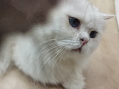 -1013 PET SHOP 宠物商店(近铁城市广场店)
