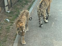 -大连森林动物园