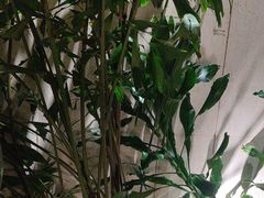 -大头椰·椰子鸡火锅(南宁万象城店)