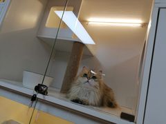 -十月米努特矮脚猫舍