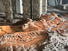 -自贡恐龙博物馆