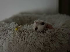 -山宅一喵德文卷毛猫舍