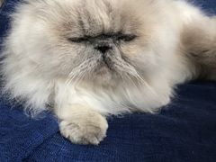 -伟伟宠物医院·瑞派猫友好医院·猫科(光谷店)