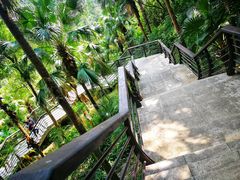 -深圳仙湖植物园-停车场